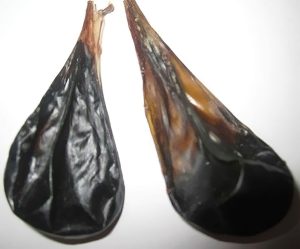 Mẹo chữa đại tràng ruột kích thích từ mật lợn